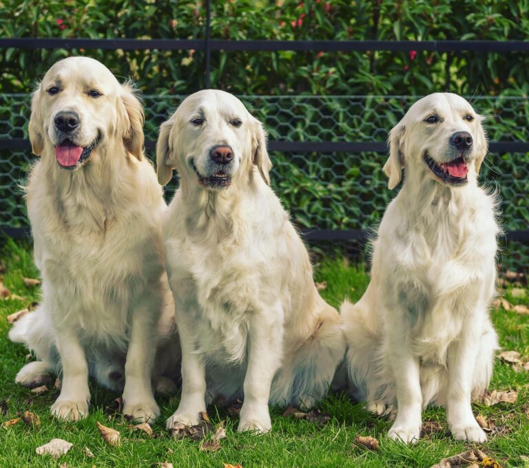 310144319 854949558863674 4324533453703853480 n 768x680