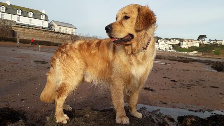 47350061 2242323419145138 5418683010109145088 n 768x432