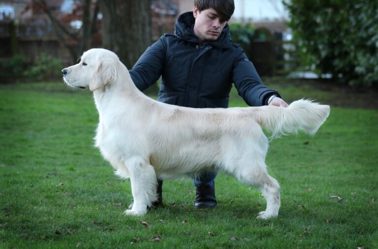 Angelonato Shakespeare Olvinglay 15 mo 1 768x506