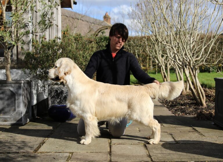 Angelonato Shakespeare Olvinglay 17mo 1 768x556