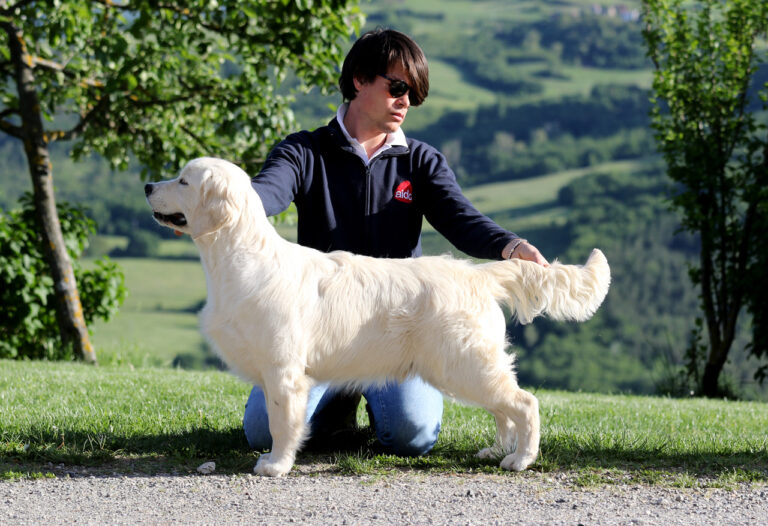 Angelonato Shakespeare Olvinglay 6mo 768x526