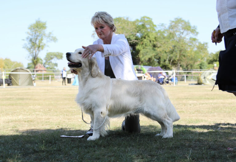 Angelonato Shakespeare Olvinglay summer 768x527