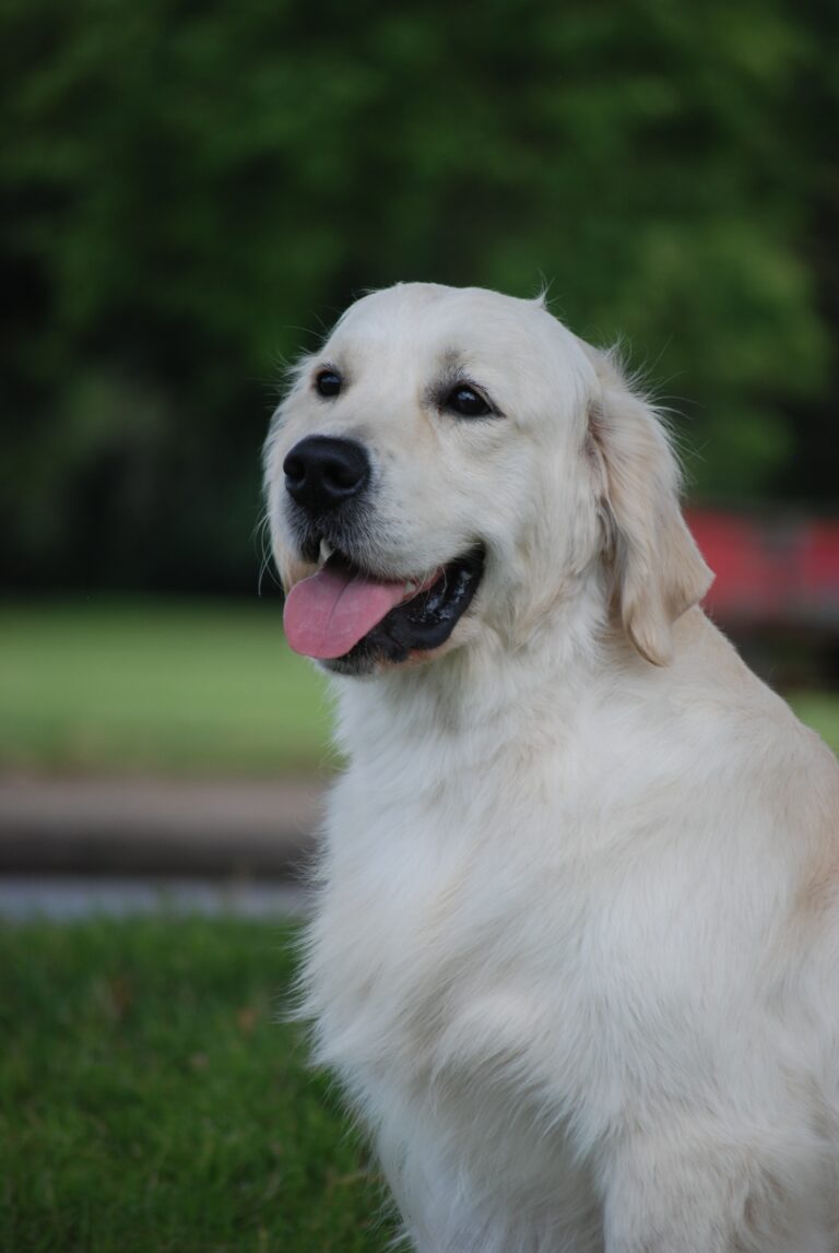 front headshot kevlar 768x1147