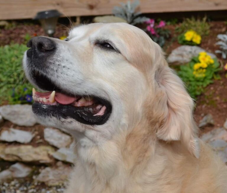 287490185 5639732216070891 5446220781487027703 n 768x653