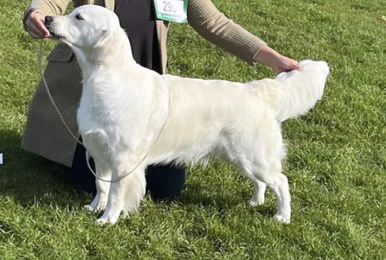 311226290 848382212853742 1734657850131951186 n 768x519