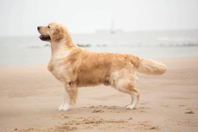 315518186 1127168111493982 868915283368858459 n 768x512