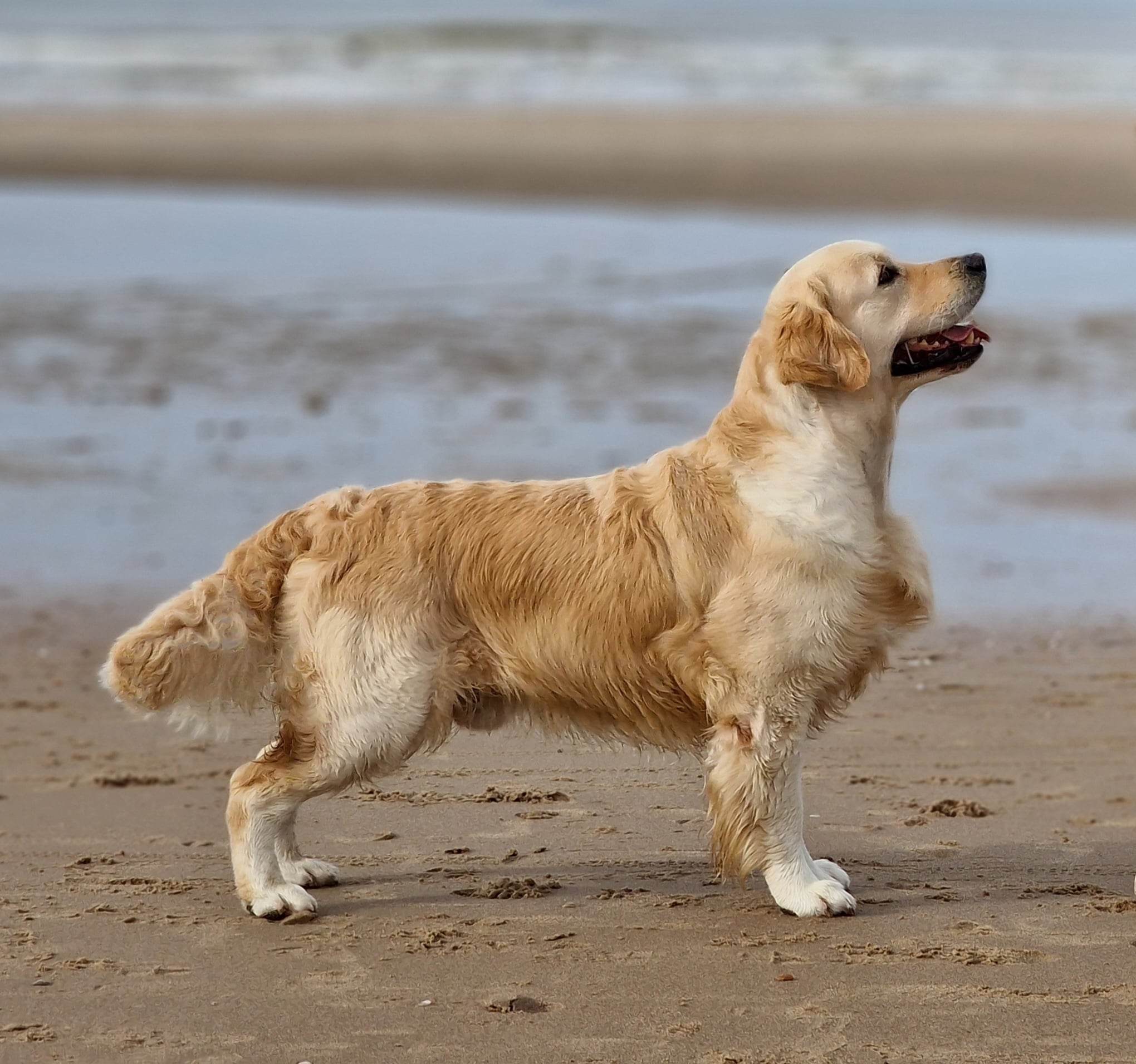 Canis Aqua - Gol, mestizo Pastor Inglés-Labrador! 💙