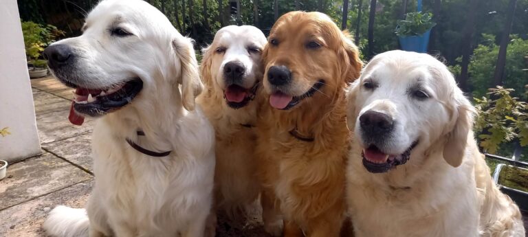 317916727 509703001129489 6667954856688022057 n 768x345