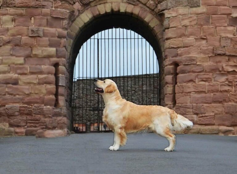 319086918 661525865670134 3536587018014066332 n 768x564