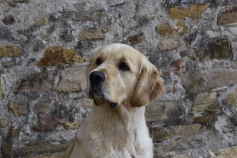 BD4B8E6F 9D51 490A A412 4730F9895FF0 768x513