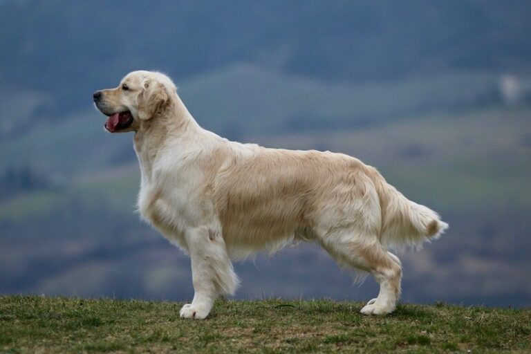 Dempsey Sito 768x512