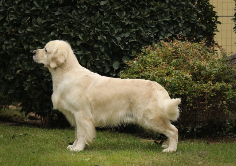 Dempsey4yo copia 768x542