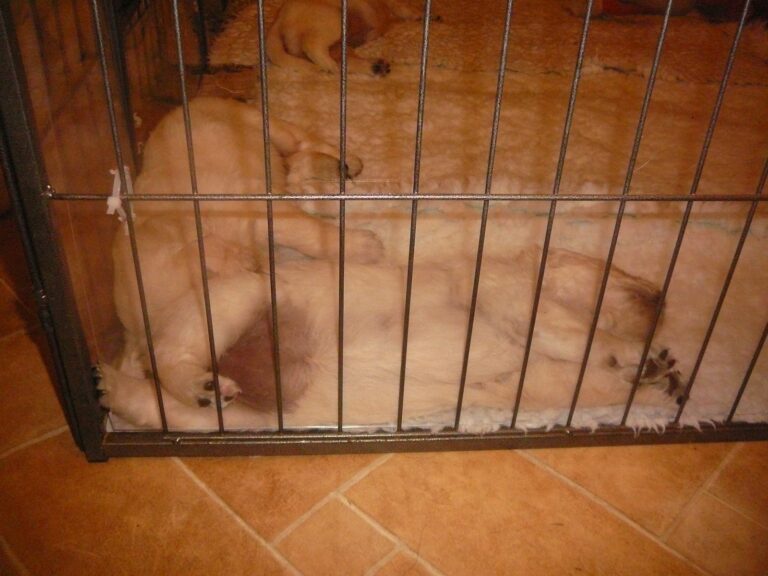 12182629 1056318531059176 8203344864448441270 o 768x576