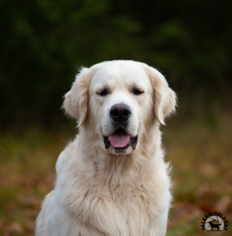 248354706 246174270835127 8501413819937851392 n 768x779