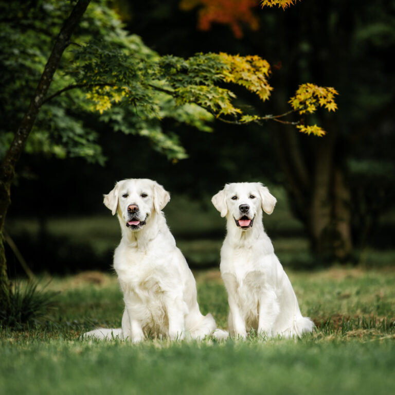 2F09A728 F7C2 4925 8BCD 3CD32DB5D2AE 768x768