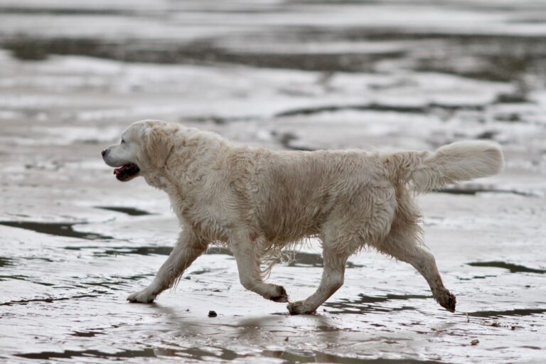 326456730 528437899383449 8631506471839606493 n 768x512