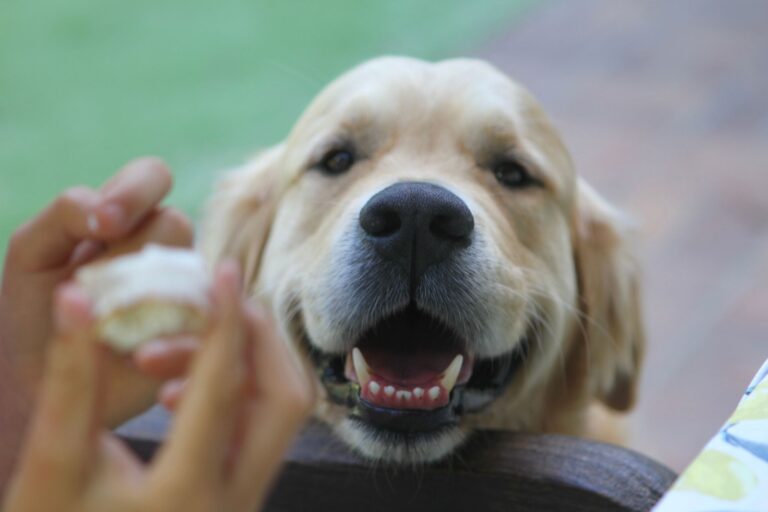 326807709 1093390078726494 4710332326465449644 n 768x512