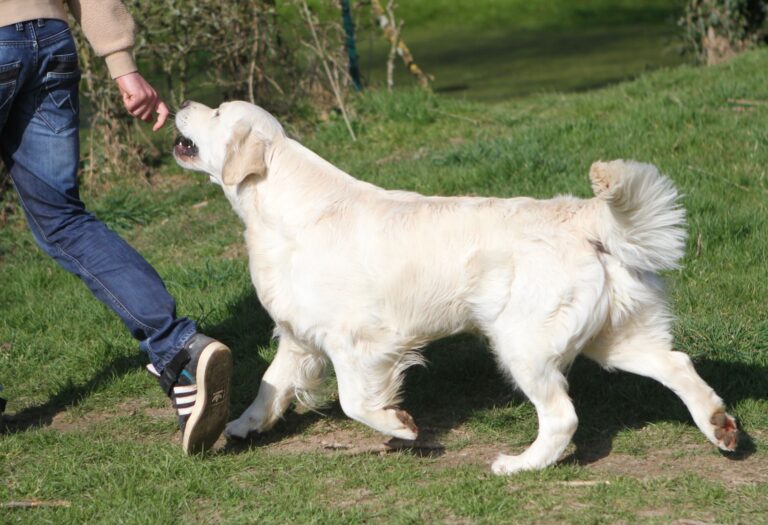 327002738 3060554354253600 1249453778305636189 n 768x525