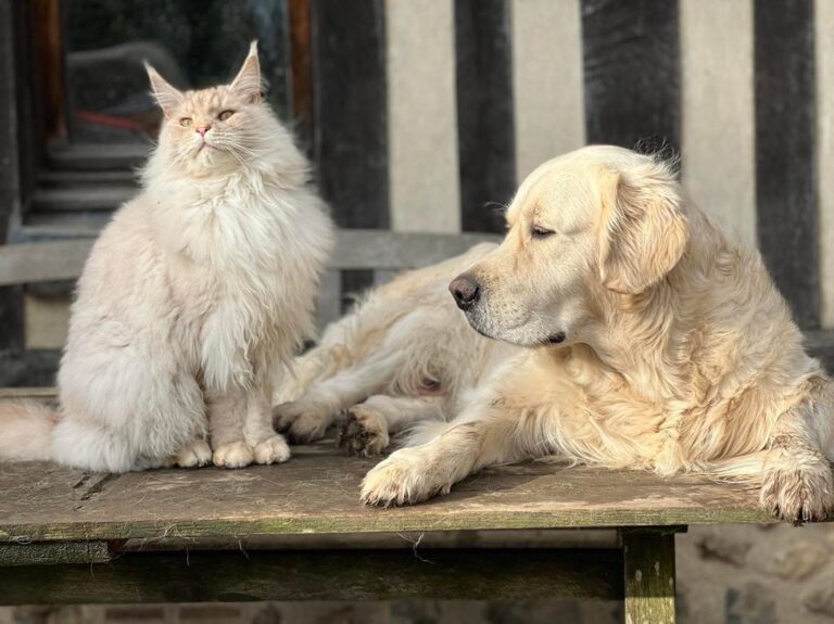 327343421 510647447848143 5662401376260246688 n 768x575