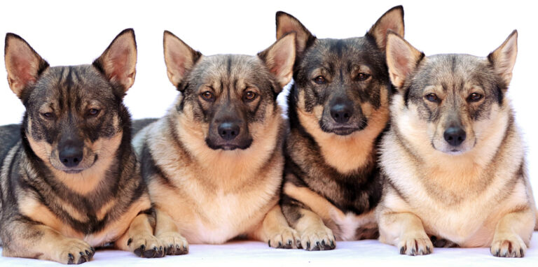 3E80D393 C774 4DA8 B886 A7C82DE1520E 768x382