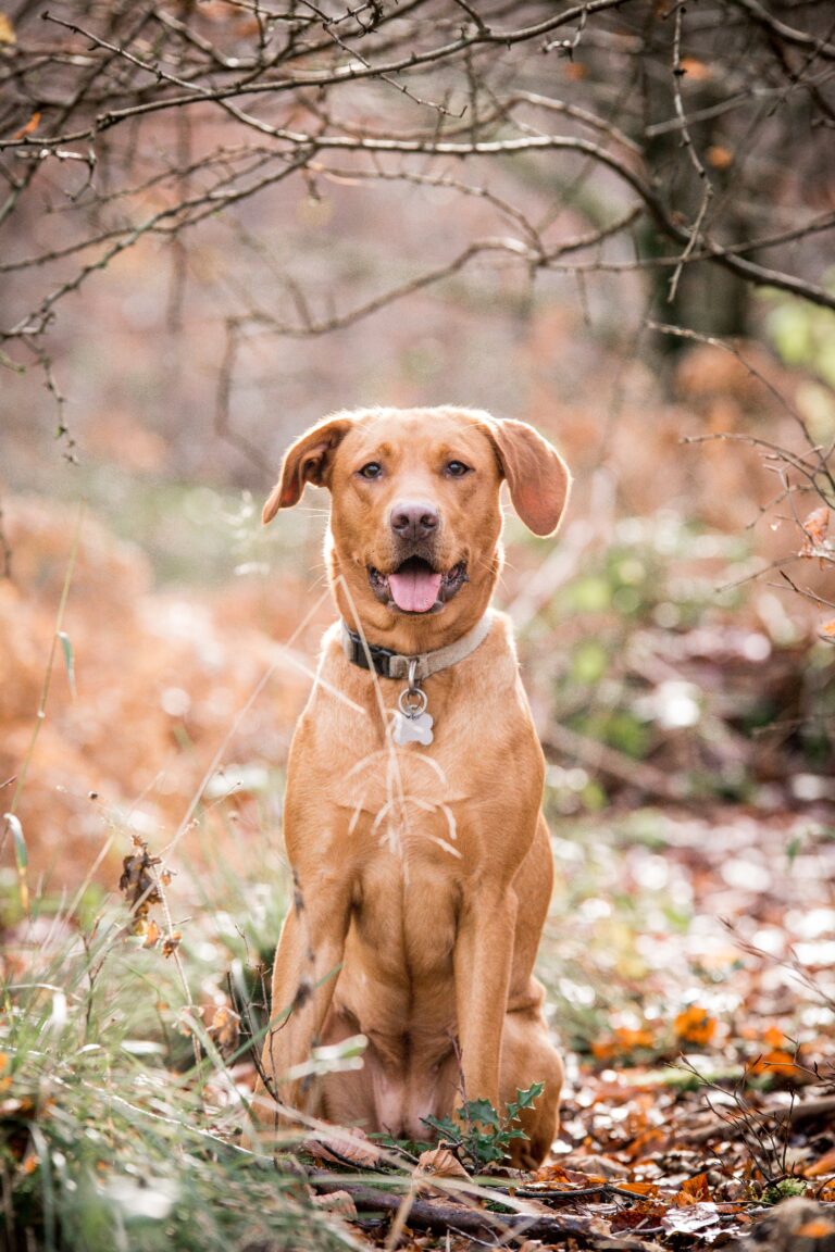 400B42B2 7E9C 46B2 9AEB 1C1AF534D151 768x1152