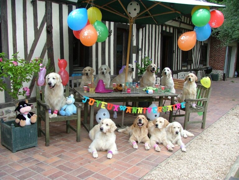 Cheek to Cheek Golden Retrievers 768x578