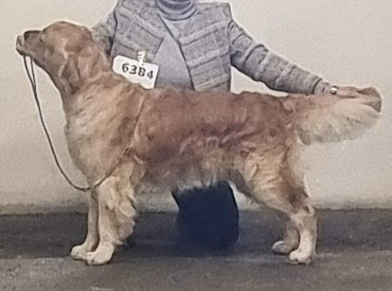 61169390 3BAF 41C9 93D2 9E05F90A68C9 768x570