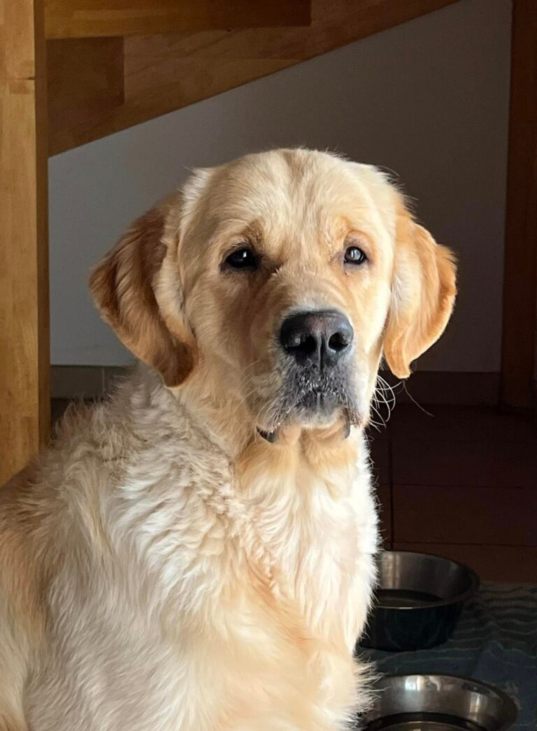 384538166 1313402312633232 4126927480449849917 n 1 768x1046