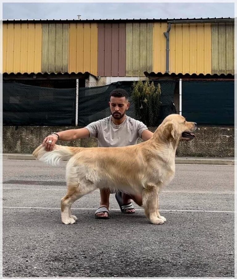 386465615 226760310394335 4546205245491707388 n 1 768x904