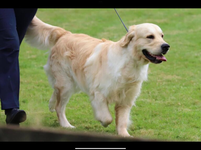 409545150 355542813790411 8952172209998467164 n 768x576