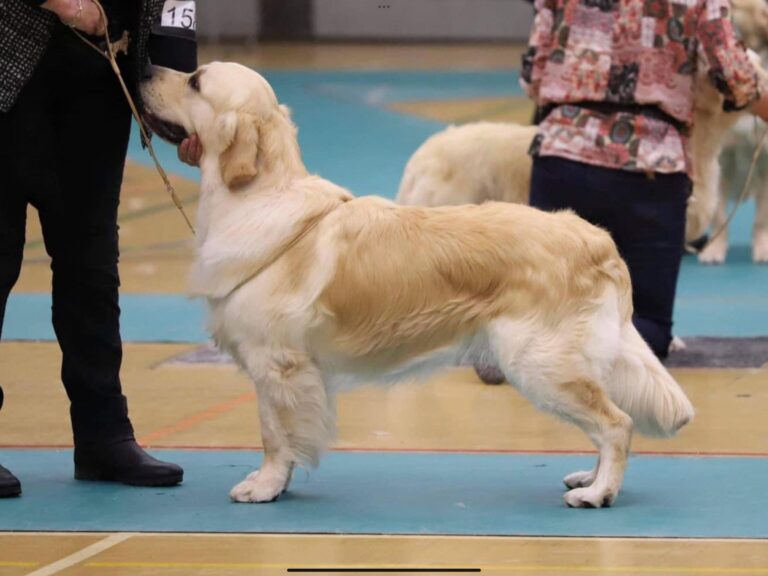 410235138 334978759473869 6399517479541902414 n 768x576