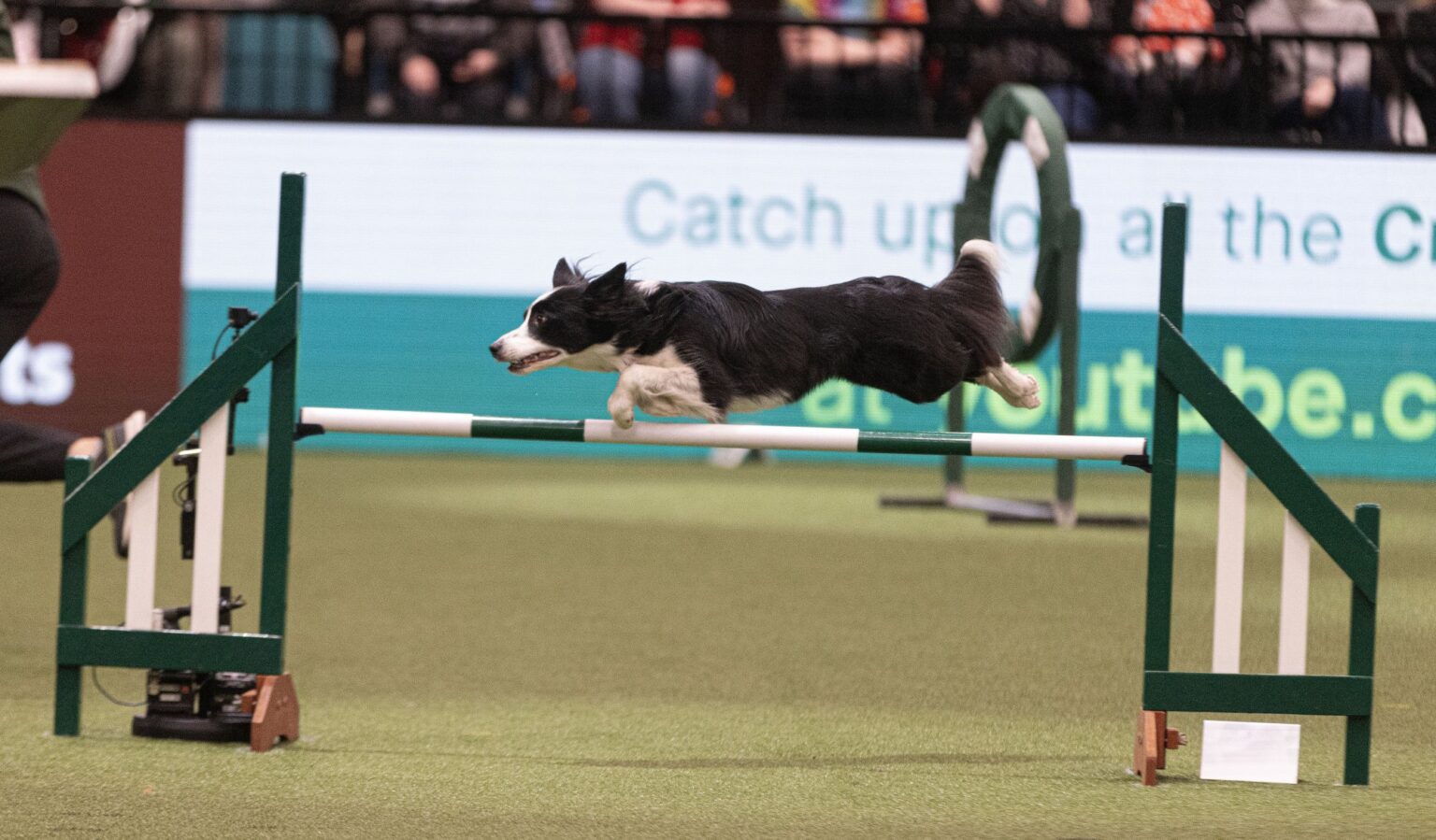 Crufts 2025 Spectator Guide