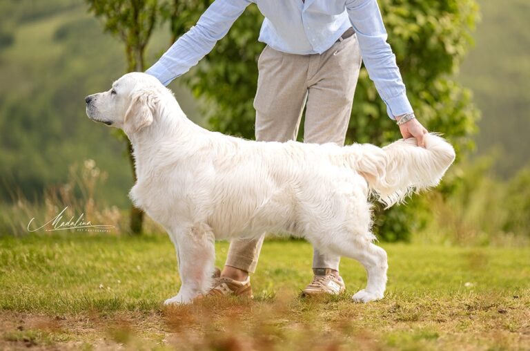 Olvinglay Gan Amhras 768x508