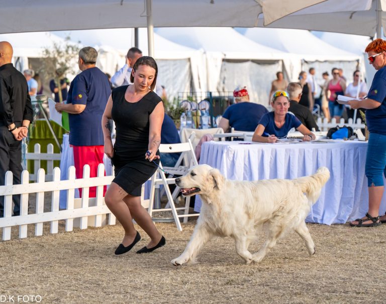 e33d3d07 6ec8 414e a505 5faf509947f7 768x606