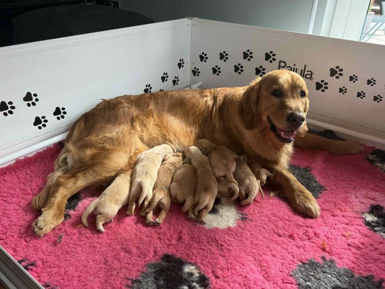 Mother and her puppies Mother and her puppies
