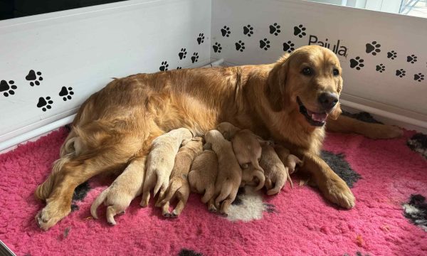 Mother and her puppies